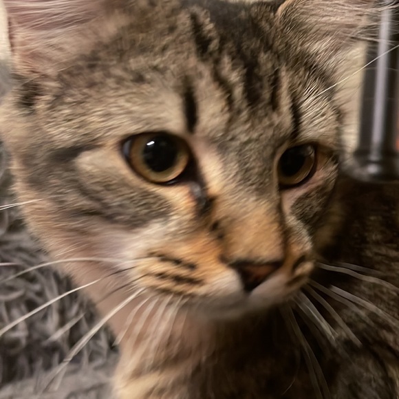 Sterling silver necklace, worn twice, not damaged, and adjustable size. - Picture 6 of 6